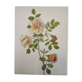 Rose botanical board - Original vintage from 1968 - Frühlingsduft
