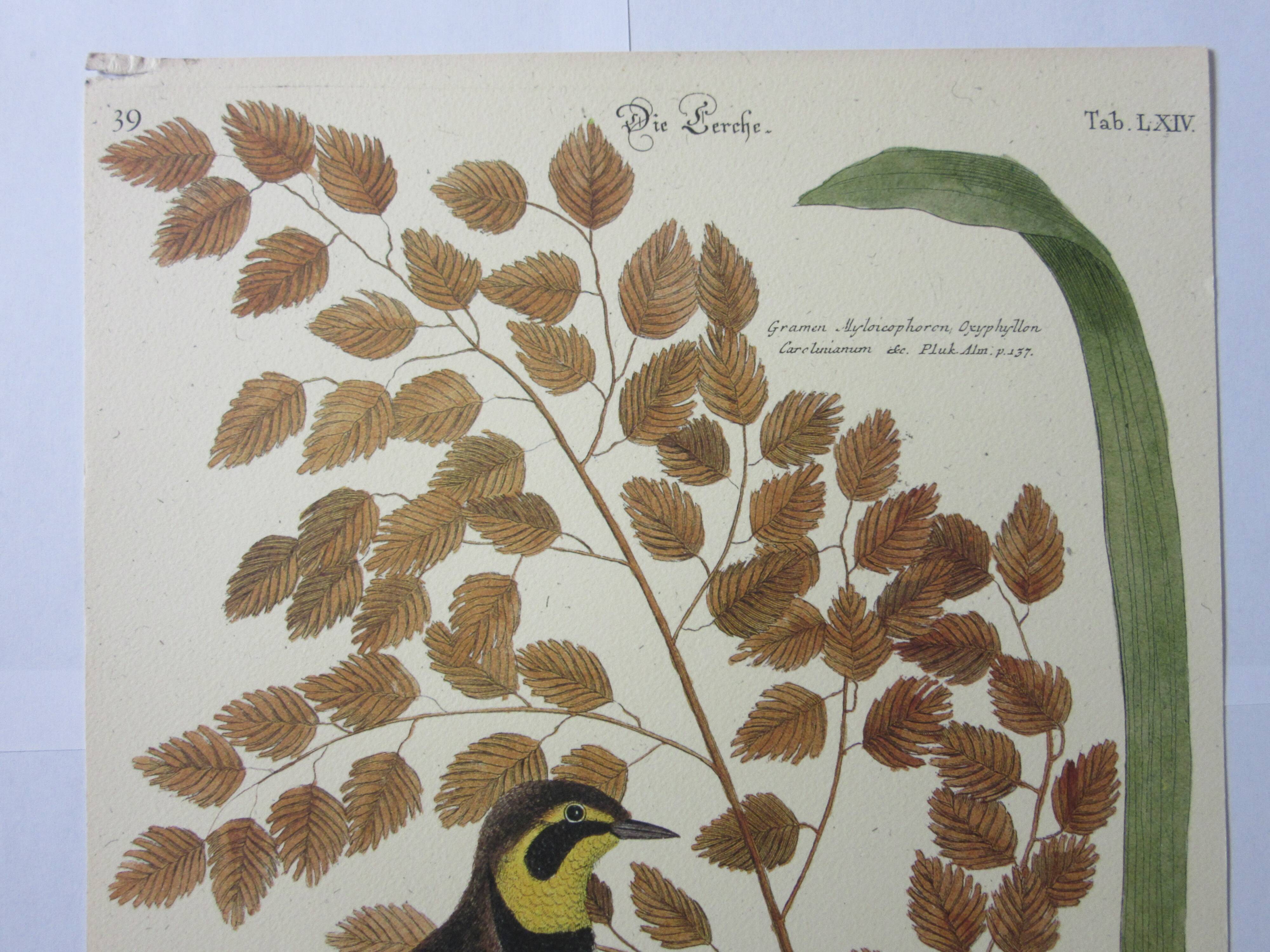 Gravure oiseau, allouette, repro Catesby/Seligmann