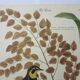 Gravure oiseau, allouette, repro Catesby/Seligmann