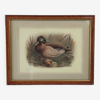 Framed illustration Duck