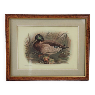 Framed illustration Duck