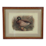 Framed illustration Duck