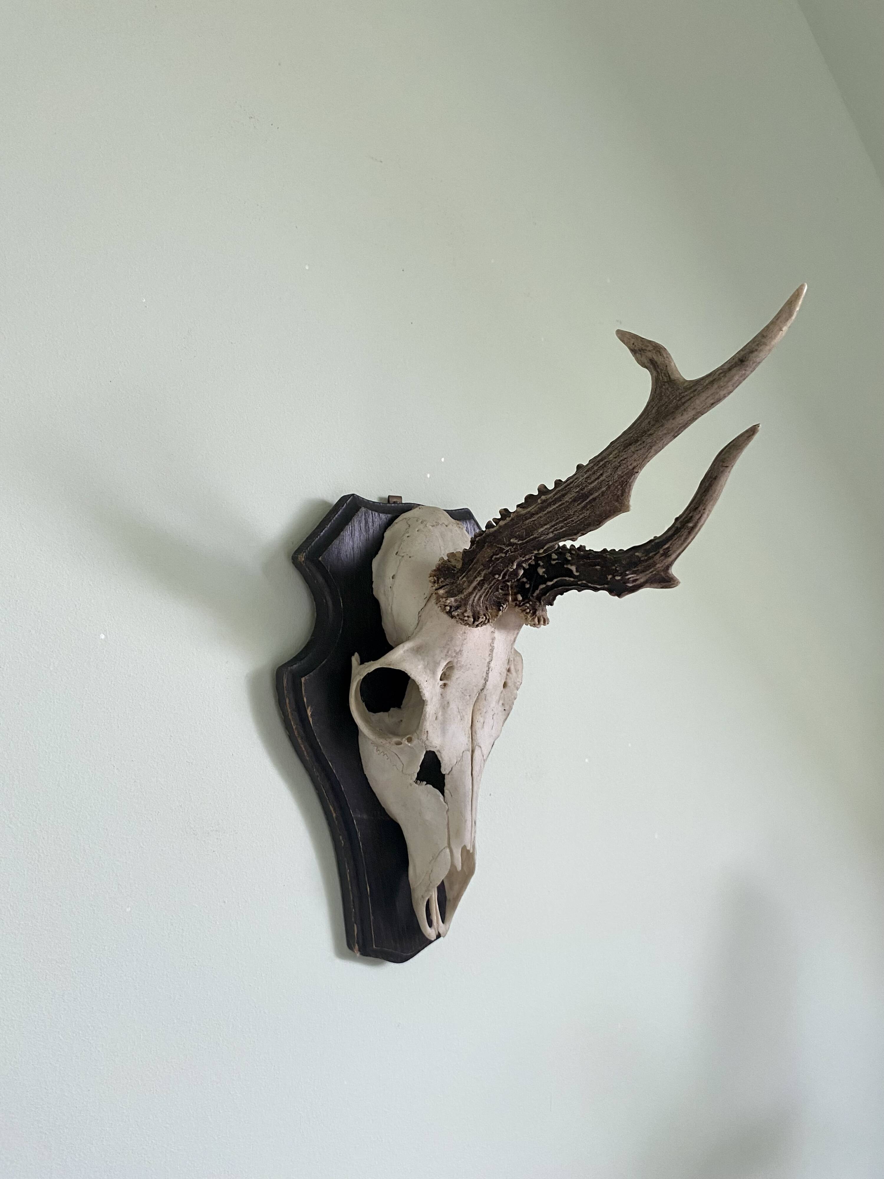Horns on base, cabinet of curiosities