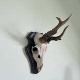 Horns on base, cabinet of curiosities