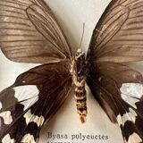 Stuffed butterfly in metal frame