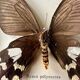 Stuffed butterfly in metal frame