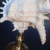 Cabinet of Curiosities 30cm shell on bronze base