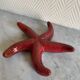 ceramic starfish