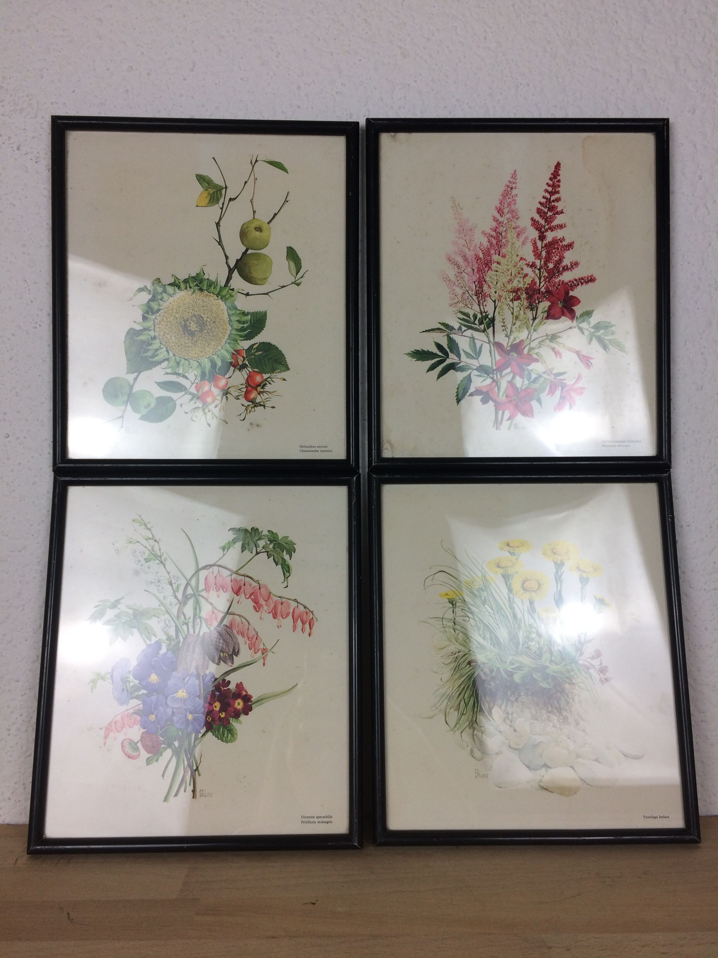 Lot of 4 framed botanical posters