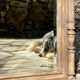 Imposing fireplace mirror in carved and painted wood, 19th century.