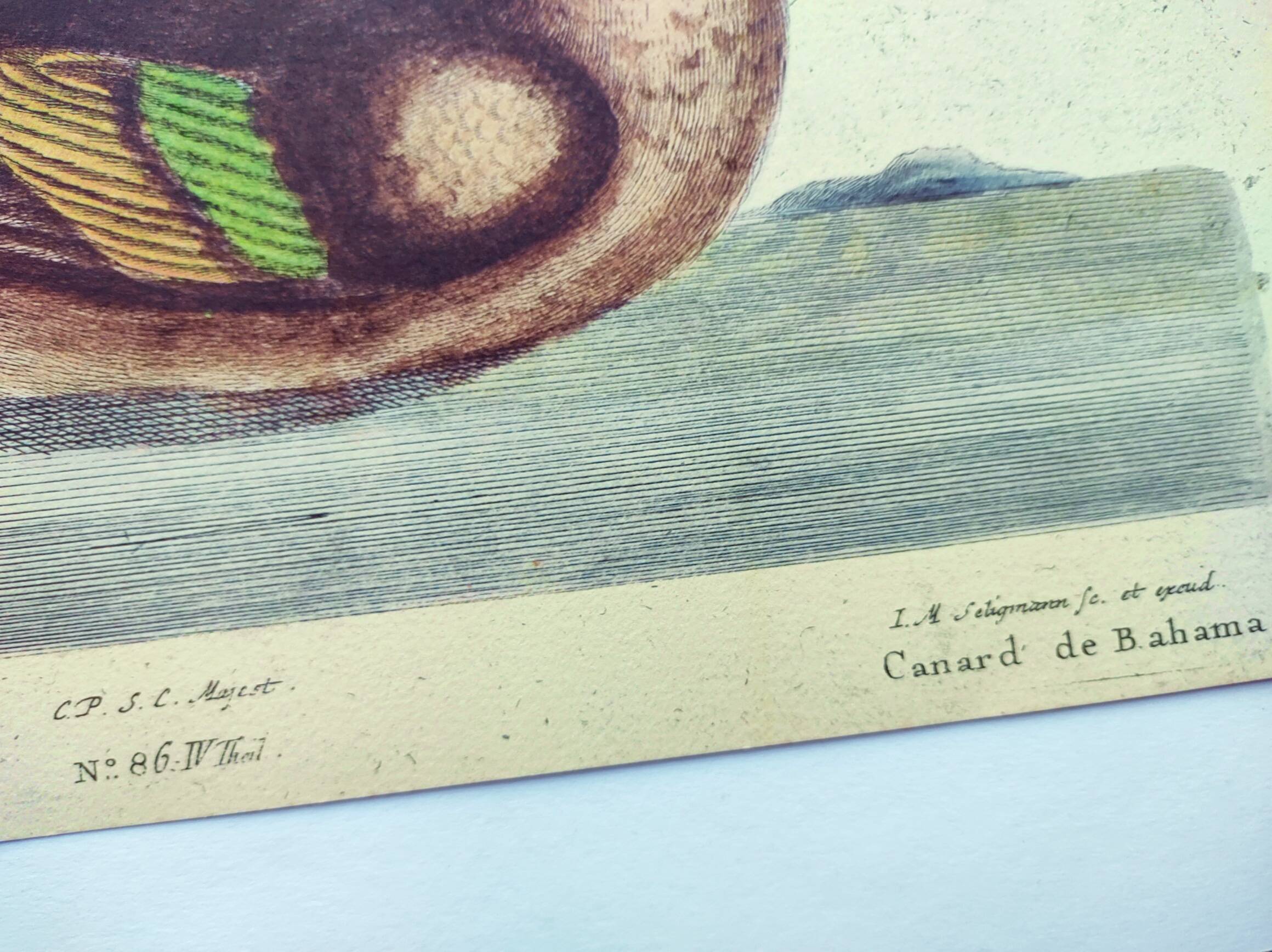 Antique bird engraving - Bahama Duck - Zoological plate by Seligmann & Catesby