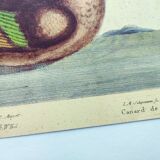 Antique bird engraving - Bahama Duck - Zoological plate by Seligmann & Catesby