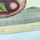 Antique bird engraving - Bahama Duck - Zoological plate by Seligmann & Catesby