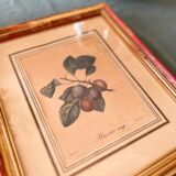 Botanical board - Red apricot