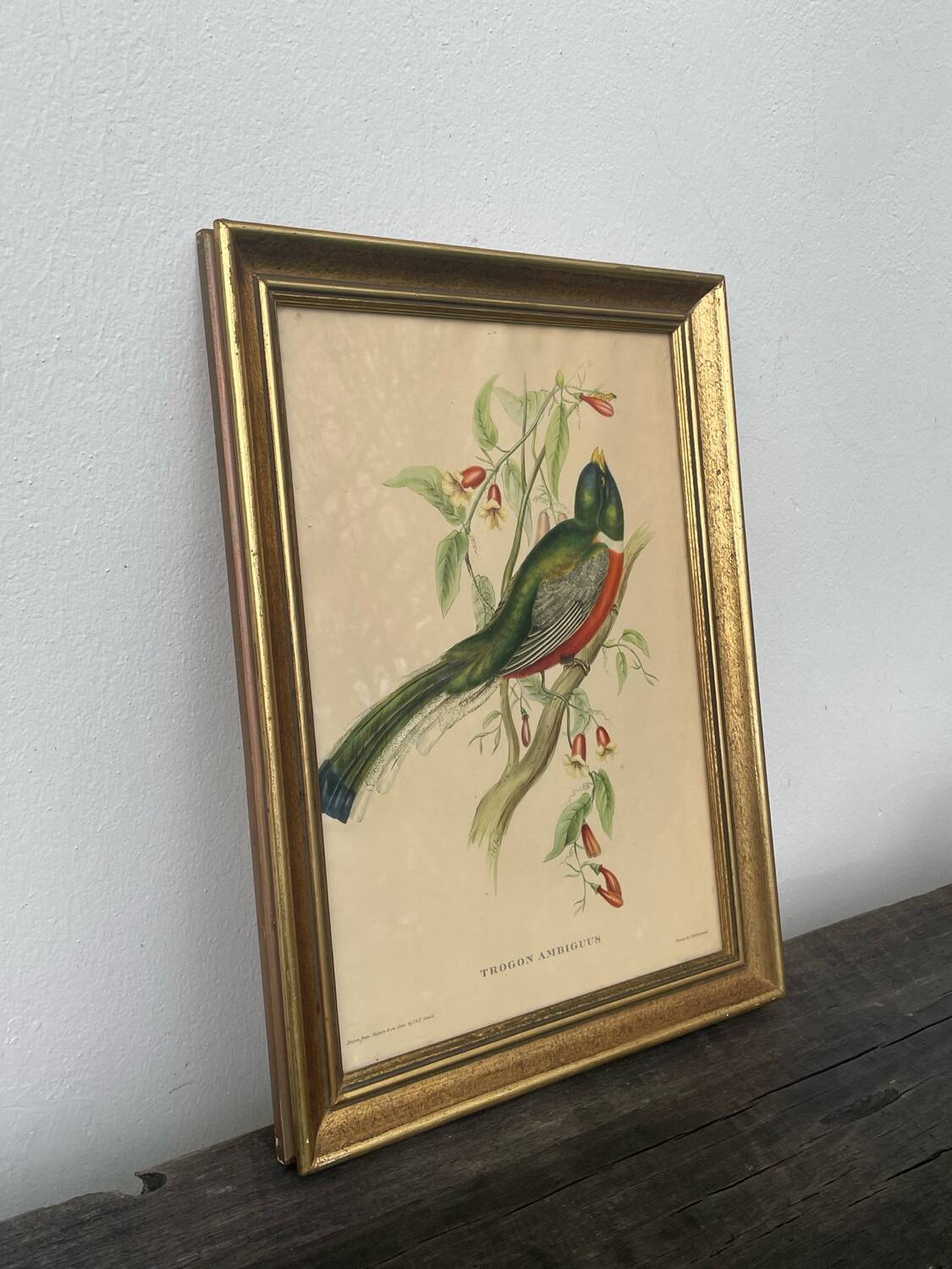 Golden wooden bird frame ornithological board