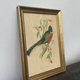 Golden wooden bird frame ornithological board