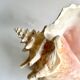 Florida shell