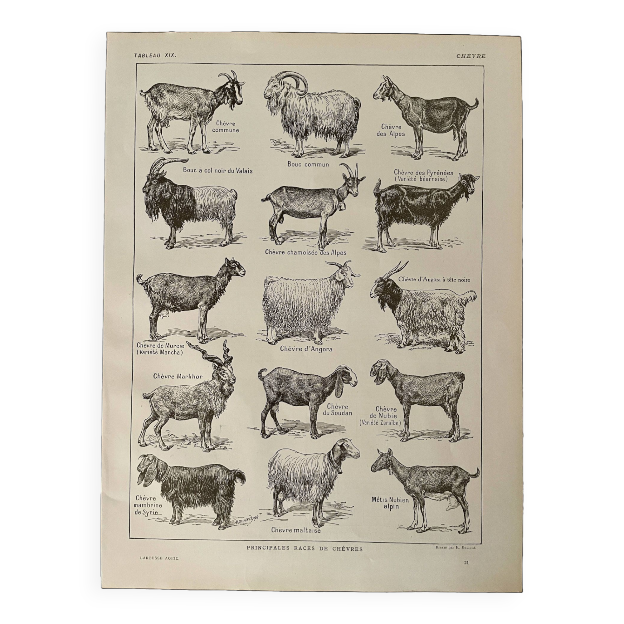 Lithographie sur les chèvres - 1920