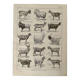 Lithographie sur les chèvres - 1920
