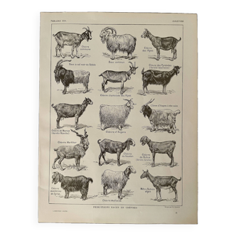 Lithograph on goats - 1920