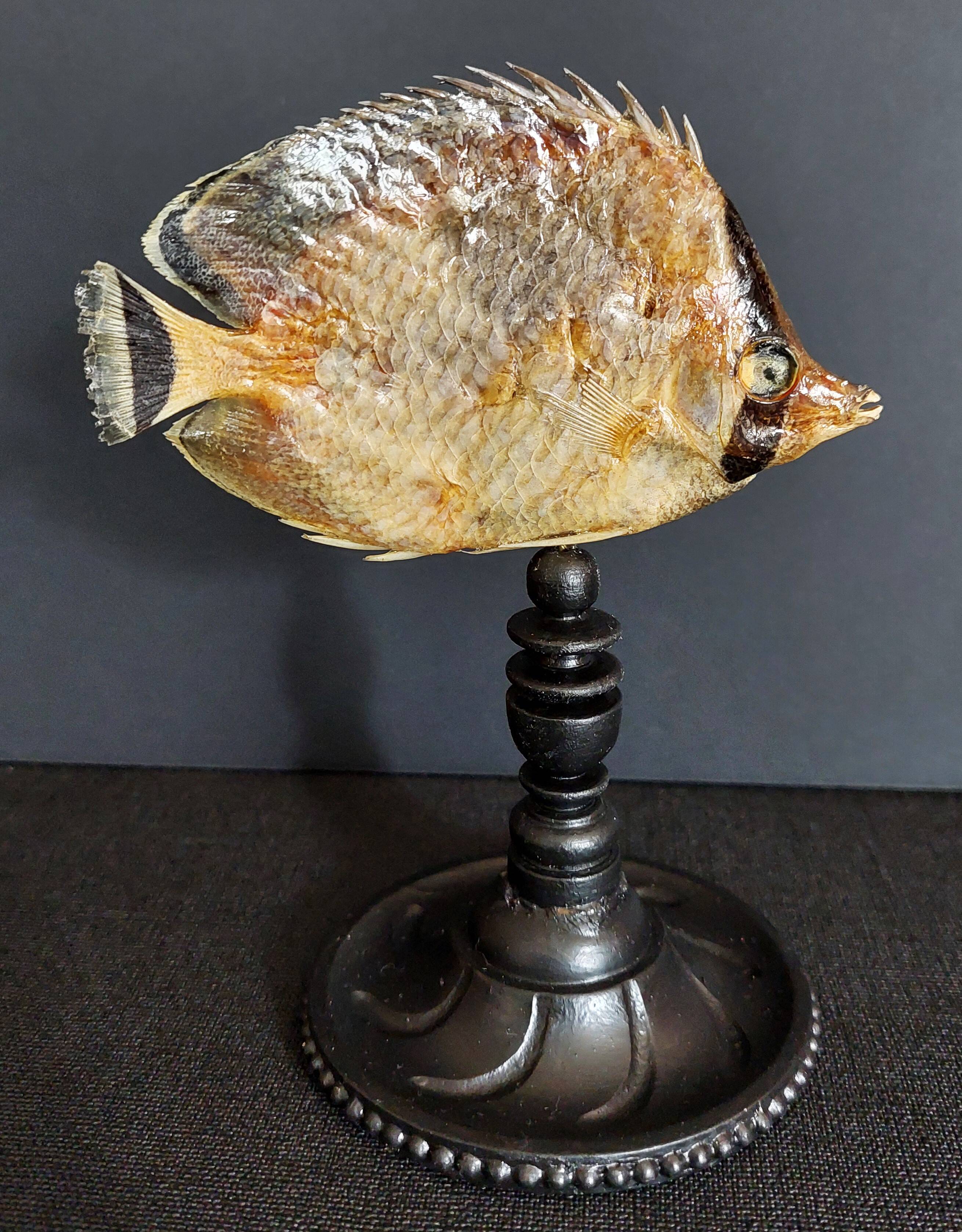 Cabinet de Curiosités poisson papillon sédentaire chaetodon sedentarius