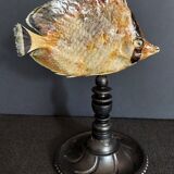 Cabinet of Curiosities sedentary butterflyfish chaetodon sedentarius