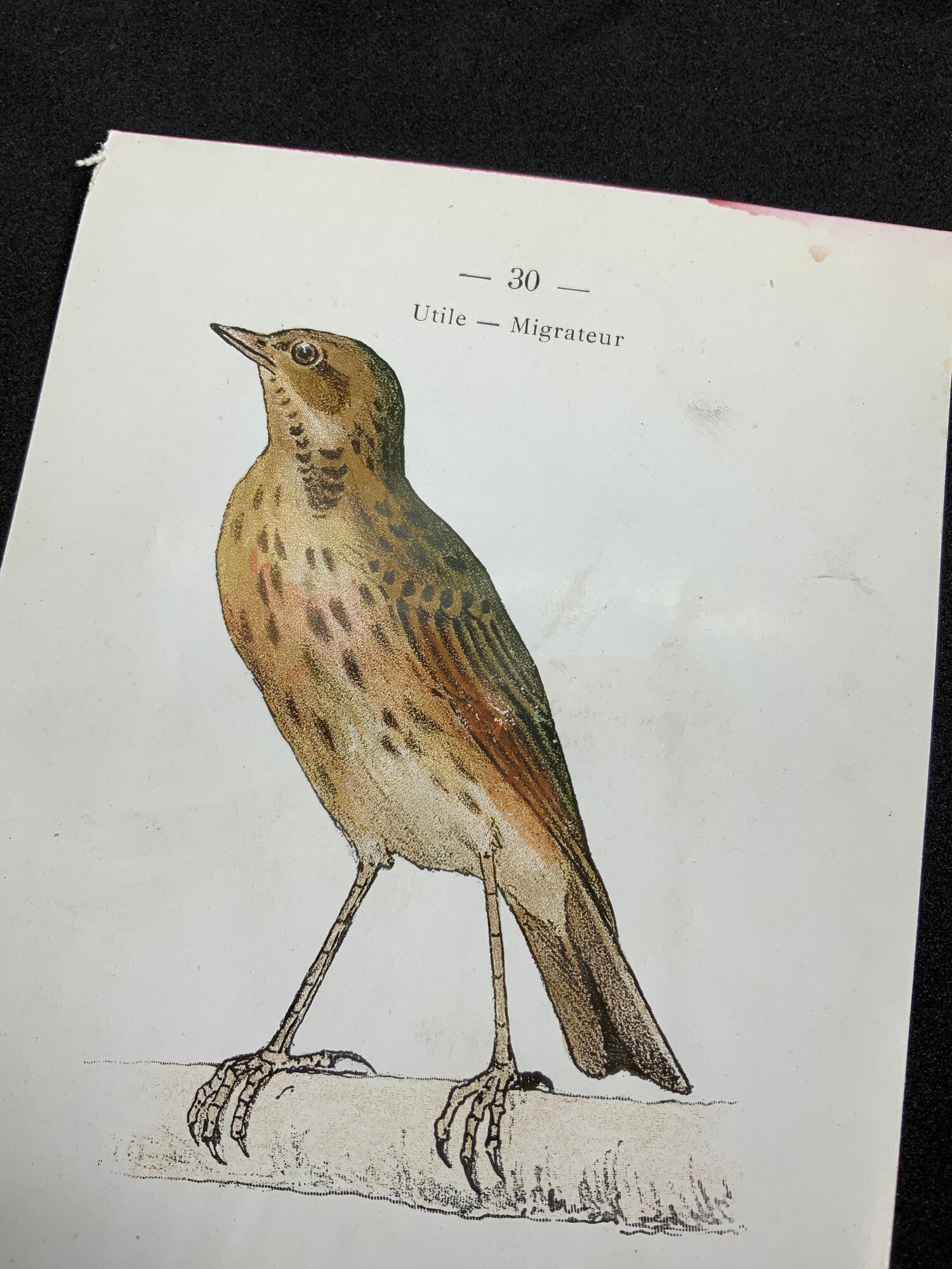 Planche naturaliste ancienne oiseaux gravure double face ouvrage 1908 G. Denise