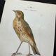 Planche naturaliste ancienne oiseaux gravure double face ouvrage 1908 G. Denise