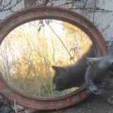 Antique mirror