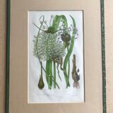 Herbarium engraving