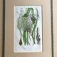 Herbarium engraving