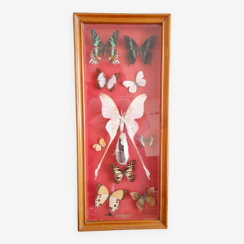 Cadre papillon madagascar vintage