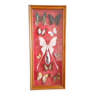Vintage madagascar butterfly frame