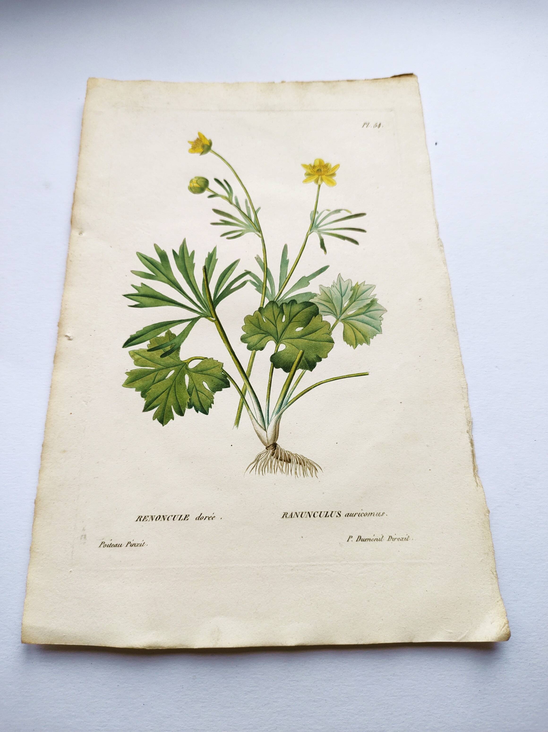 Antique botanical engraving from 1829 - Golden buttercup - By Poiteau. Flower