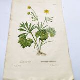 Gravure botanique ancienne de 1829 - Renoncule dorée- Par Poiteau. Fleur