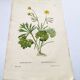 Antique botanical engraving from 1829 - Golden buttercup - By Poiteau. Flower