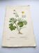 Antique botanical engraving from 1829 - Golden buttercup - By Poiteau. Flower