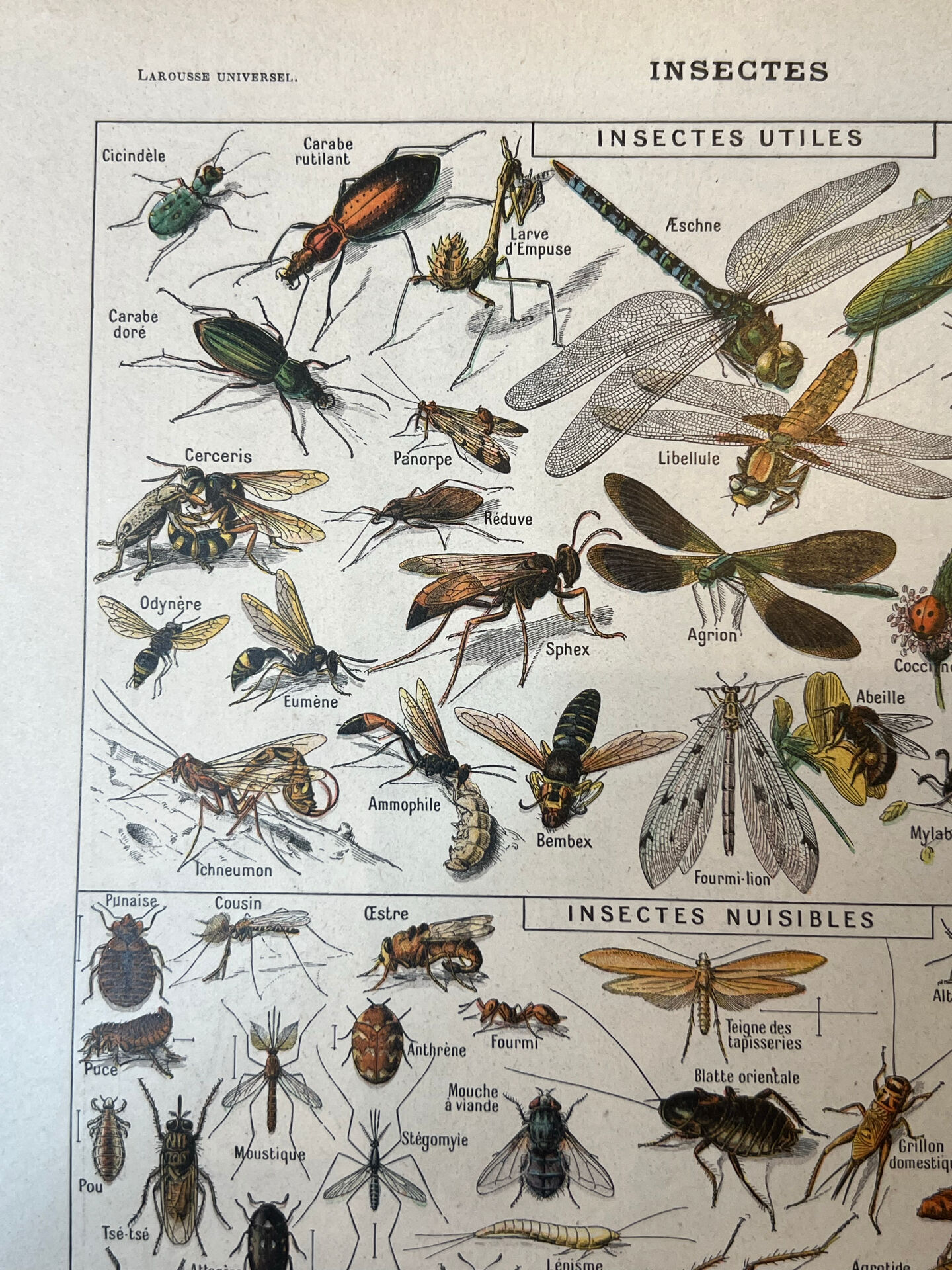 Set of 2, Zoological Plate Arthropods and Insects 1922
