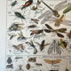 Set of 2, Zoological Plate Arthropods and Insects 1922