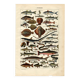 Old engraving from 1923 - Fish by A. Millot - Water illustration