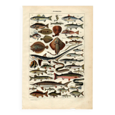 Gravure ancienne de 1923 - Poissons par A. Millot - Illustration eau