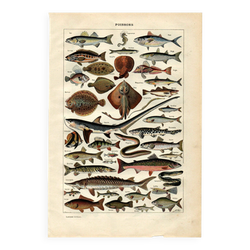 Old engraving from 1923 - Fish by A. Millot - Water illustration