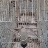 Iron bird cage 1900
