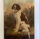Portrait of country dog oil on canvas 1900
