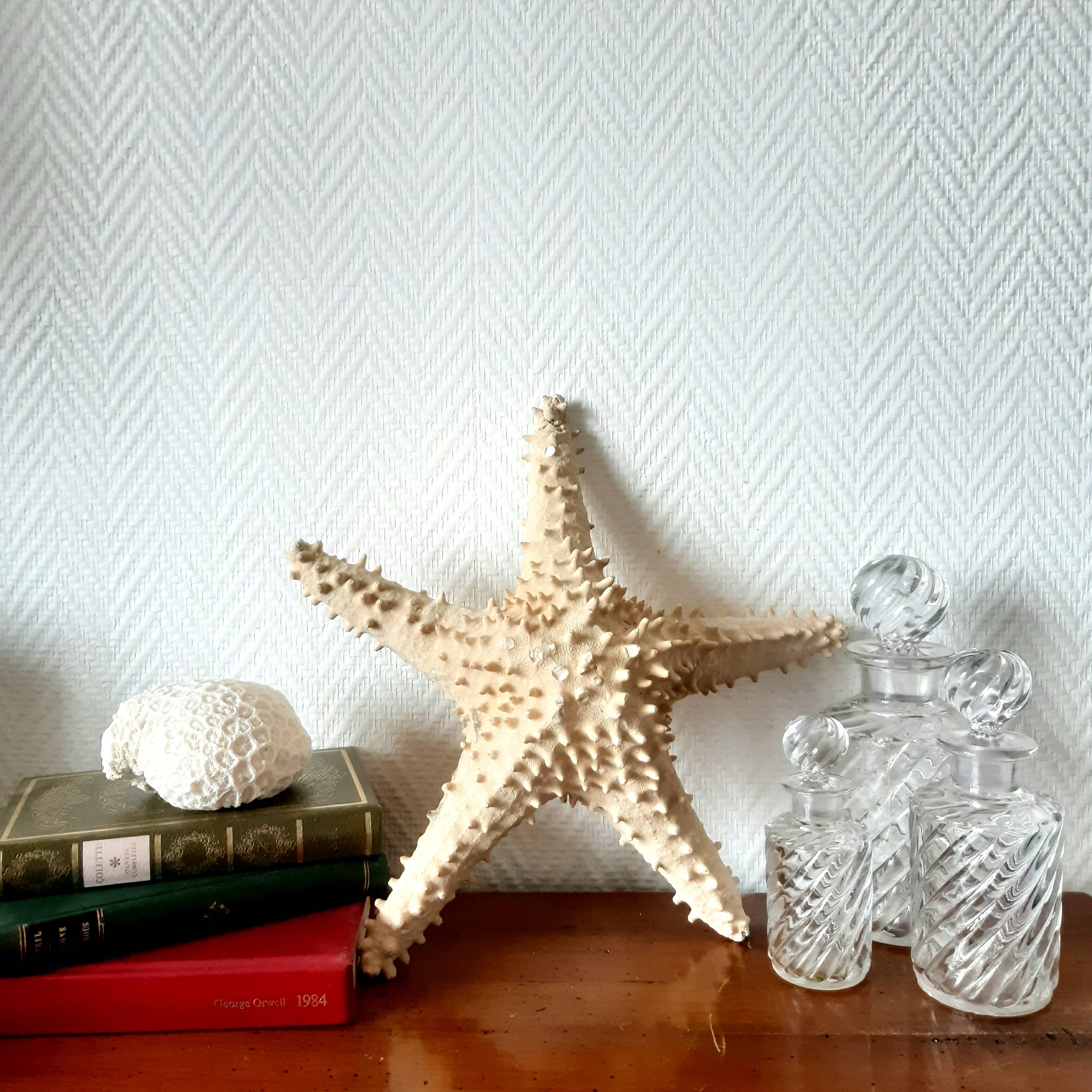 Starfish cabinet of curiosities 33 cm