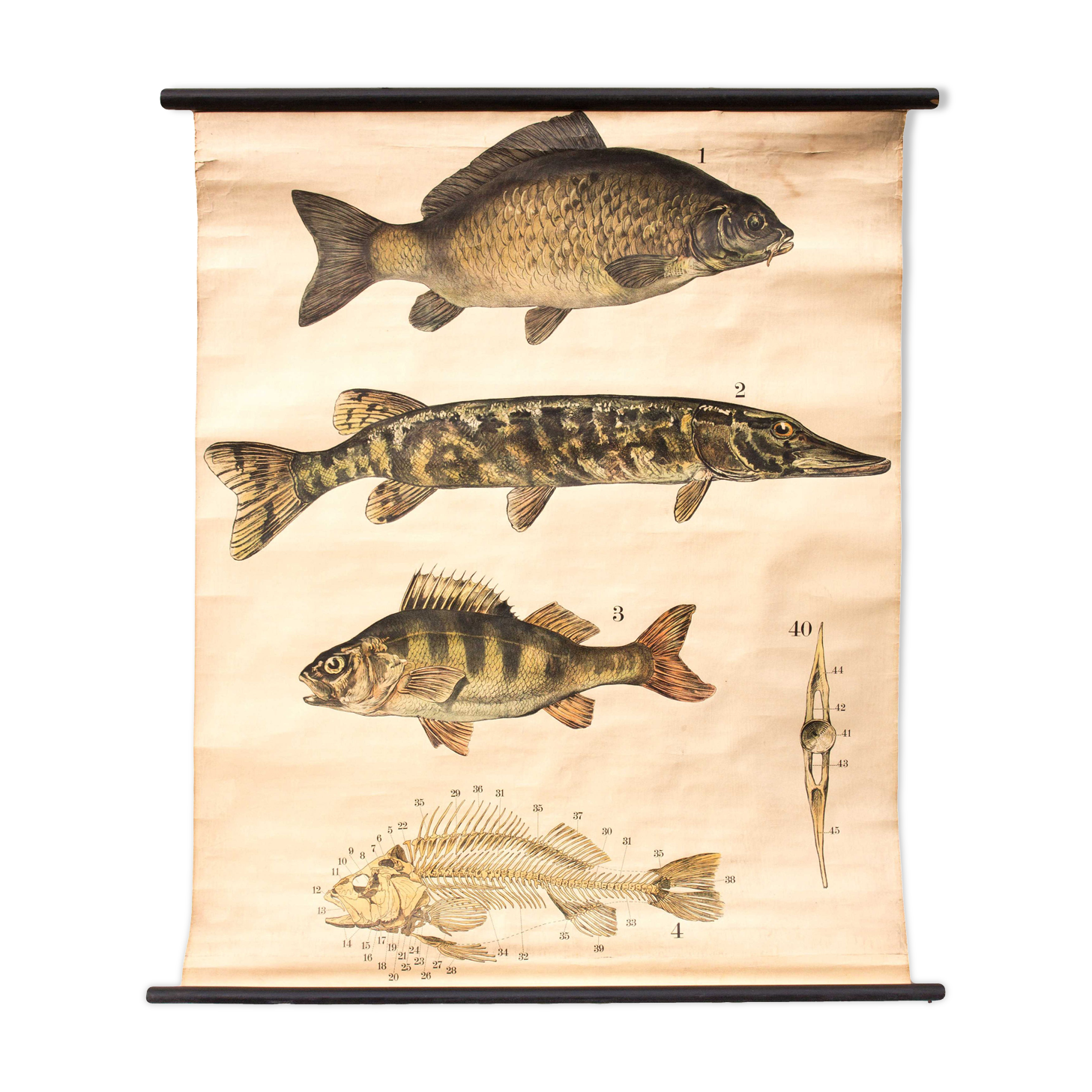 Displays educational fish