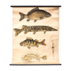 Displays educational fish