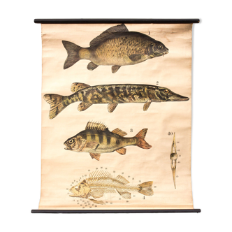 Displays educational fish