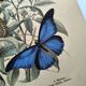 Old engraving from 1886 - Tropical butterflies (1) vintage nature print