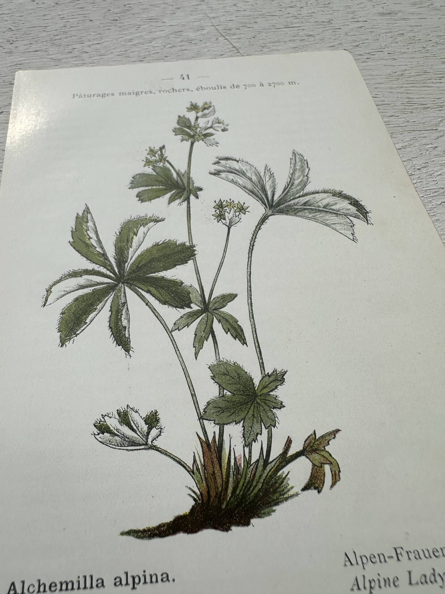 Botanical Plate 1800 Old Naturalist Engraving 19th Century Double-Sided